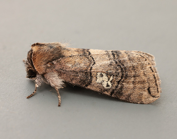 65.010 BF1654 Figure of Eighty Tethea ocularis