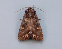 73.267 BF2160 Bright-line Brown-eye Lacanobia oleracea