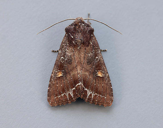 73.267 BF2160 Bright-line Brown-eye Lacanobia oleracea