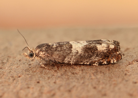49.243 BF1135 Epinotia demarniana