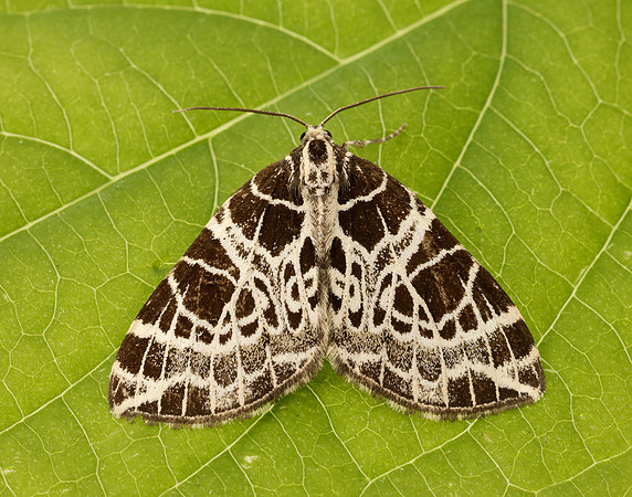 70.088 BF1772 Netted Carpet Eustroma reticulata