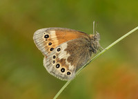 Large Heath Coenonympha tullia davus