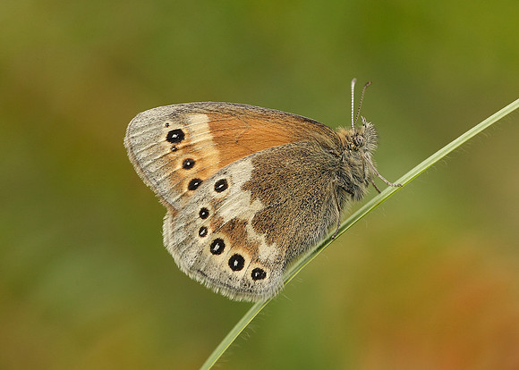 Large Heath Coenonympha tullia davus