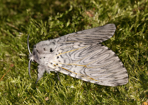 Puss Moth Cerura vinula