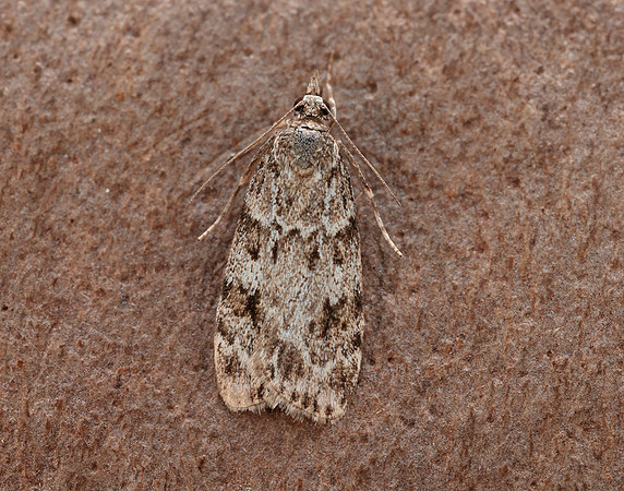 63.064 BF1334 Scoparia ambigualis