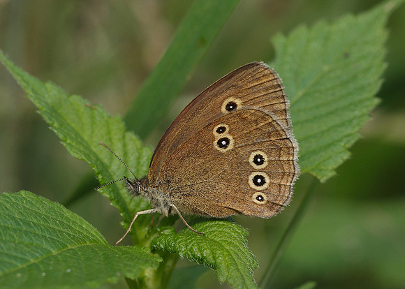 Ringlet Aphantopus hyperantus