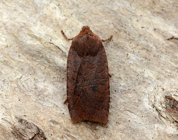 73.195 BF2259 Dark Chestnut Conistra ligula