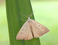 72.052 BF2493 Dotted Fan-foot Macrochilo cribrumalis