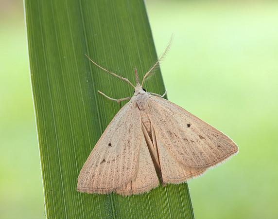 72.052 BF2493 Dotted Fan-foot Macrochilo cribrumalis