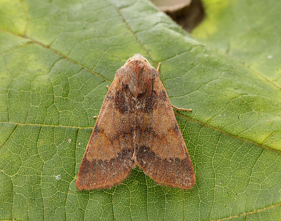 73.188 BF2265 Flounced Chestnut Agrochola helvola