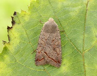 73.189 BF2263 Red-line Quaker Agrochola lota