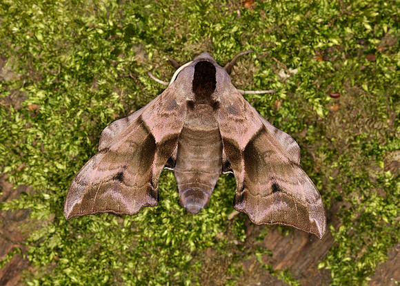 69.002 BF1980 Eyed Hawk-moth Smerinthus ocellata