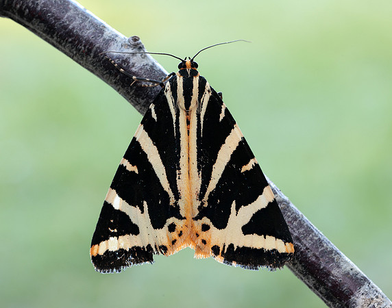 72.030 BF2067 Jersey Tiger Euplagia quadripunctaria