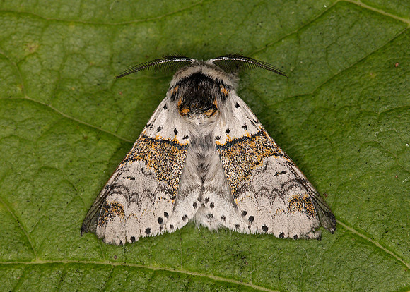71.005 BF1997 Sallow Kitten Furcula furcula