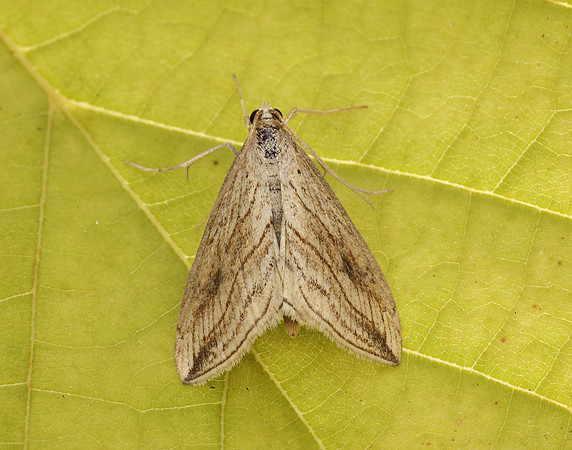 63.057 BF1356 Garden Pebble Evergestis forficalis