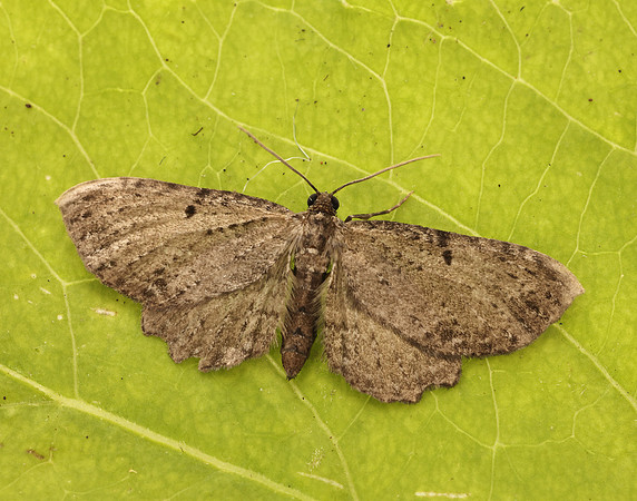 70.129 BF1863 Dentated Pug Anticollix sparsata