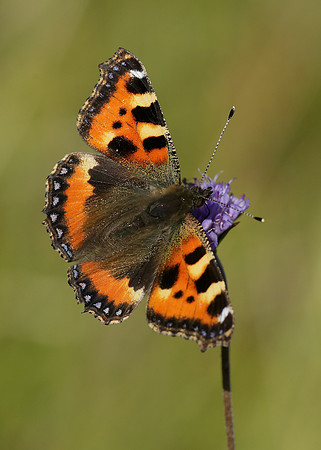 Small Tortoiseshell Aglais urticae
