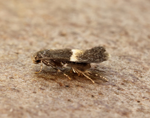 38.018 BF623 Elachista bisulcella
