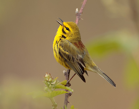 Prairie Warbler Setophaga discolor