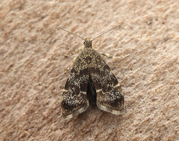 48.001 BF385 Nettle-tap Anthophila fabriciana