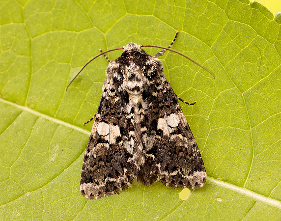 73.283 BF2171 Marbled Coronet Hadena confusa