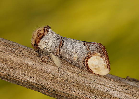 71.025 BF1994 Buff-tip Phalera bucephala