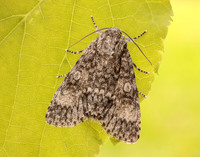 73.046 BF2278 Poplar Grey Subacronicta megacephala