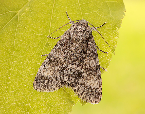 73.046 BF2278 Poplar Grey Subacronicta megacephala