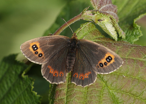 Scotch Argus Erebia aethiops