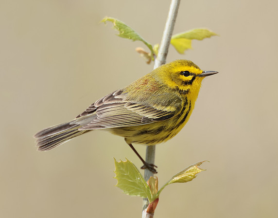 Prairie Warbler Setophaga discolor