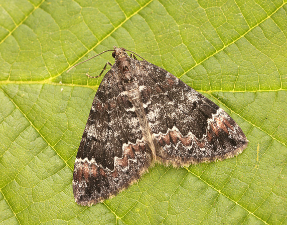 70.097 BF1764 Common Marbled Carpet Dysstroma truncata