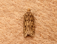 28.010 BF647 Brown House-moth Hofmannophila pseudospretella