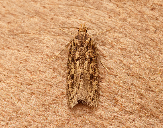 28.010 BF647 Brown House-moth Hofmannophila pseudospretella