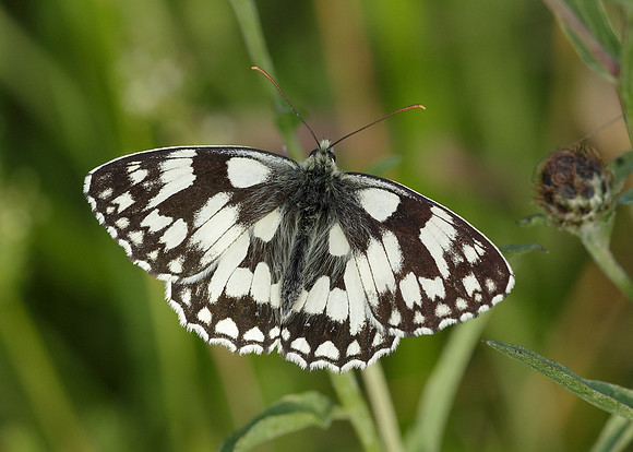 Marbled White Melanargia galathea