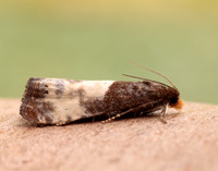 49.292 BF1174 Notocelia cynosbatella