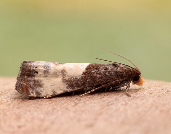 49.292 BF1174 Notocelia cynosbatella