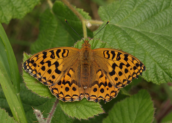 High Brown Fritillary Argynnis adippe