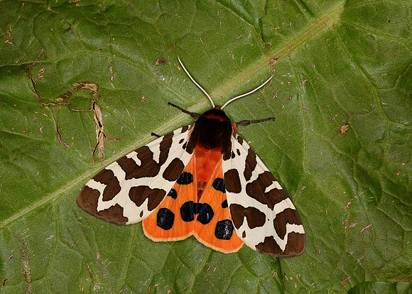 72.026 BF2057 Garden Tiger Arctia caja