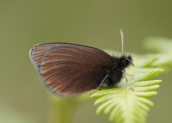 Mountain Ringlet Erebia epiphron