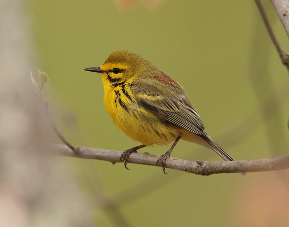 Prairie Warbler Setophaga discolor