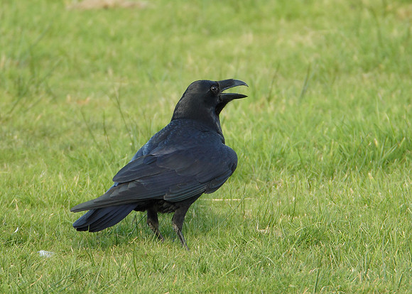 Raven Corvus corax