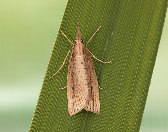 63.077 BF1290 Chilo phragmitella