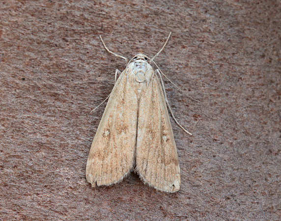 63.117 BF1348 Ringed China-mark Parapoynx stratiotata