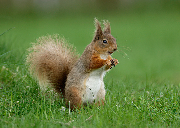 Red Squirrel Sciurus vulgaris