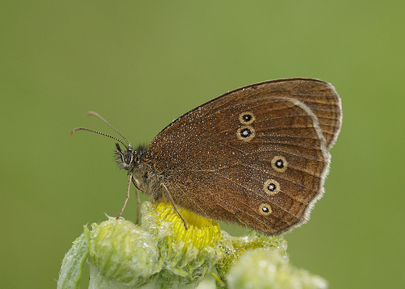 Ringlet Aphantopus hyperantus