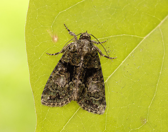 73.082 BF2292 Tree-lichen Beauty Cryphia algae