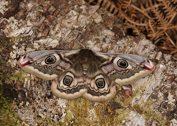 68.001BF 1643 Emperor Moth Saturnia pavonia