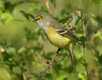 White-eyed Vireo Vireo griseus