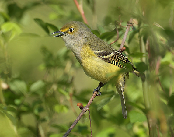 White-eyed Vireo Vireo griseus