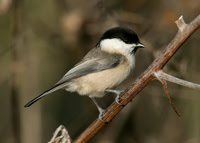 Willow Tit Poecile montanus